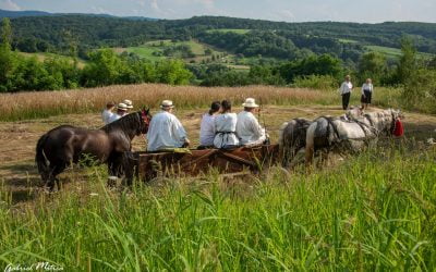  Clacă la secerat în localitatea Coruia comuna Săcălășeni  Maramureș